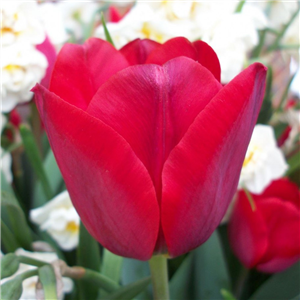 Tulip (Select) 'Seadov' Loose Per 10 Bulbs.